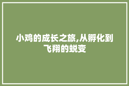 小鸡的成长之旅,从孵化到飞翔的蜕变 Web前端