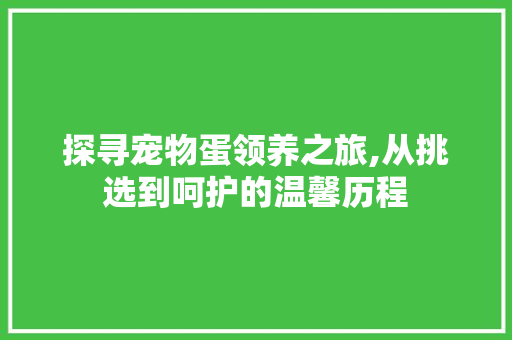 探寻宠物蛋领养之旅,从挑选到呵护的温馨历程