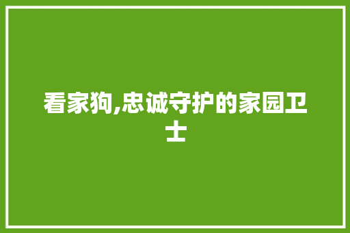 看家狗,忠诚守护的家园卫士 WordPress教程