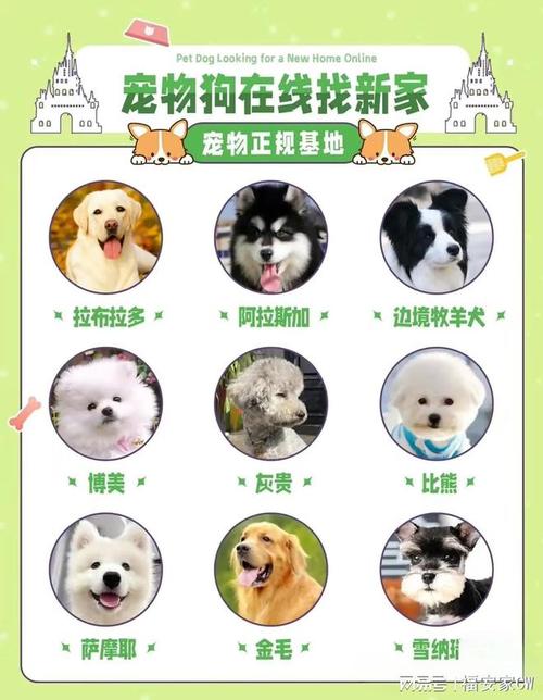宠物网站,打造宠物生活的贴心助手，让宠物陪伴更美好 宠物网站,打造宠物生活的贴心助手，让宠物陪伴更美好 友链在线