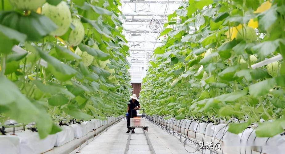 寿光公司,绿色农业的领航者，科技赋能的典范 寿光公司,绿色农业的领航者，科技赋能的典范 建站教程